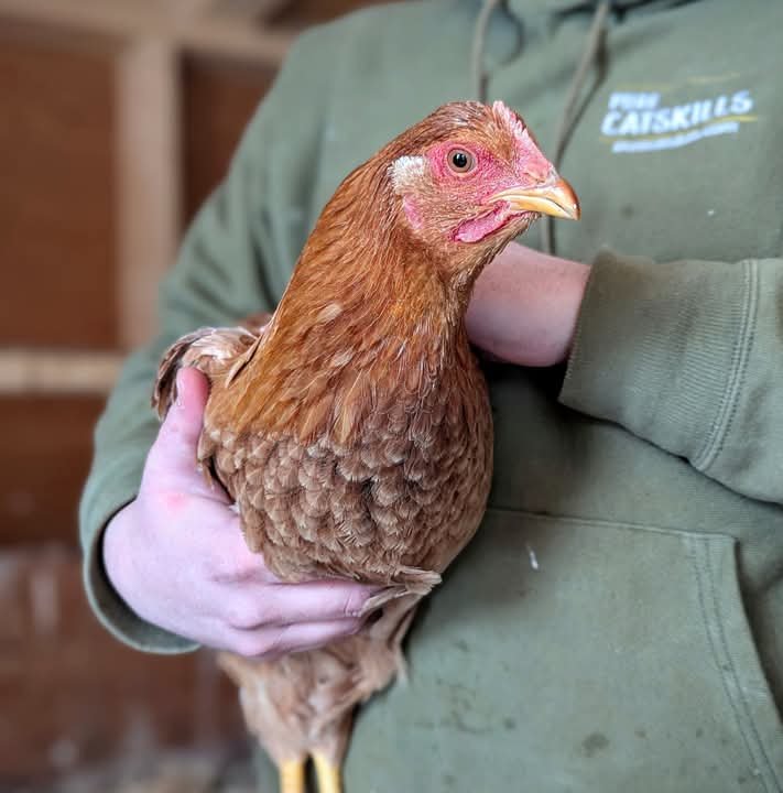 Bear Mountain Farm – farm stand in the Catskills, NY